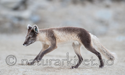BB 13 0095 / Vulpes lagopus / Fjellrev